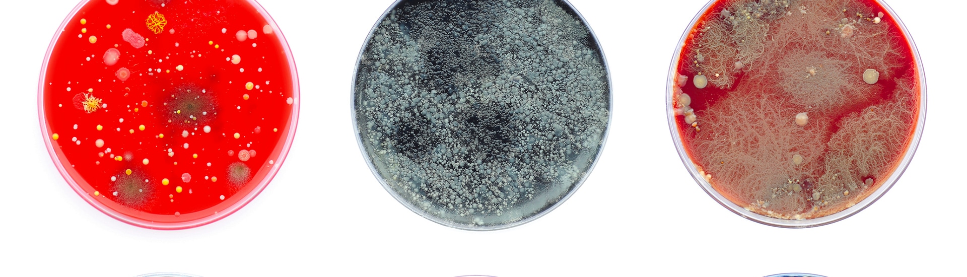 dangerous-microorganisms-header.jpg dangerous-microorganisms-header.jpg